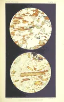 Picture 79 of 109 from British Petrography: with special reference to the igneous rocks. With ... plates. (Glossary of terms used in describing Rocks By F. H. Hatch.) (1888), leaf 591