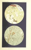 Picture 87 of 109 from British Petrography: with special reference to the igneous rocks. With ... plates. (Glossary of terms used in describing Rocks By F. H. Hatch.) (1888), leaf 607