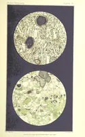 Picture 97 of 109 from British Petrography: with special reference to the igneous rocks. With ... plates. (Glossary of terms used in describing Rocks By F. H. Hatch.) (1888), leaf 627
