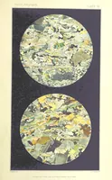 Picture 99 of 109 from British Petrography: with special reference to the igneous rocks. With ... plates. (Glossary of terms used in describing Rocks By F. H. Hatch.) (1888), leaf 631