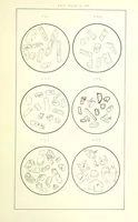 Picture 102 of 109 from British Petrography: with special reference to the igneous rocks. With ... plates. (Glossary of terms used in describing Rocks By F. H. Hatch.) (1888), leaf 635