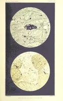 Picture 105 of 109 from British Petrography: with special reference to the igneous rocks. With ... plates. (Glossary of terms used in describing Rocks By F. H. Hatch.) (1888), leaf 641