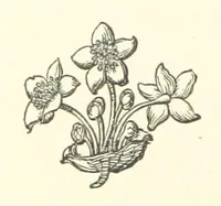 An illustration from The Works of Alfred Tennyson, etc (1872)