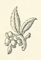 An illustration from The Works of Alfred Tennyson, etc (1872)