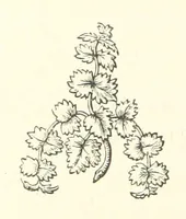 An illustration from The Works of Alfred Tennyson, etc (1872)