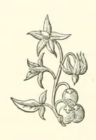 An illustration from The Works of Alfred Tennyson, etc (1872)