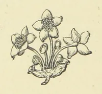 An illustration from The Works of Alfred Tennyson (1877)