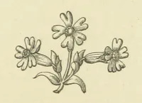 An illustration from The Works of Alfred Tennyson (1877)