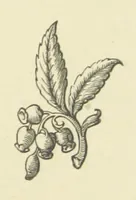 An illustration from The Works of Alfred Tennyson (1877)