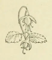 An illustration from The Works of Alfred Tennyson (1877)