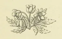 An illustration from The Works of Alfred Tennyson (1877)