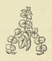An illustration from The Works of Alfred Tennyson (1877)