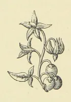 An illustration from The Works of Alfred Tennyson (1877)