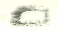 An illustration from Angol-Skóthoni napló 1858 és 1859 évekről (1859)