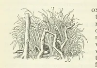 An illustration from The Oxford Thackeray. With illustrations. [Edited with introductions by George Saintsbury
