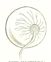 An illustration from To India and back by the Cape. By a Traveller. With numerous drawings on wood and stone by J. C. Anderson, from sketches by the author and others (1895)