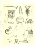 An illustration from To India and back by the Cape. By a Traveller. With numerous drawings on wood and stone by J. C. Anderson, from sketches by the author and others (1895)