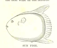 An illustration from To India and back by the Cape. By a Traveller. With numerous drawings on wood and stone by J. C. Anderson, from sketches by the author and others (1895)