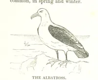 An illustration from To India and back by the Cape. By a Traveller. With numerous drawings on wood and stone by J. C. Anderson, from sketches by the author and others (1895)