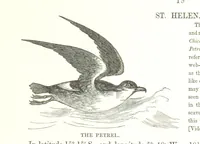An illustration from To India and back by the Cape. By a Traveller. With numerous drawings on wood and stone by J. C. Anderson, from sketches by the author and others (1895)