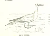 An illustration from To India and back by the Cape. By a Traveller. With numerous drawings on wood and stone by J. C. Anderson, from sketches by the author and others (1895)