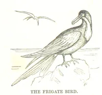 An illustration from To India and back by the Cape. By a Traveller. With numerous drawings on wood and stone by J. C. Anderson, from sketches by the author and others (1895)