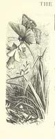 An illustration from Little Loving-Hearts Poem-Book ... With illustrations (1882)