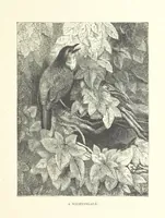 Picture 13 of 63 from Little Loving-Hearts Poem-Book ... With illustrations (1882), leaf 39