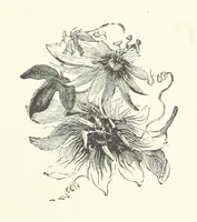 An illustration from Little Loving-Hearts Poem-Book ... With illustrations (1882)