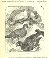 An illustration from Our North Land: being a full account of the Canadian North-West and Hudson's Bay Route, together with a narrative of the experiences of the Hudson's Bay Expedition of 1884 ... Illustrated, etc (1885)