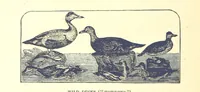 An illustration from Our North Land: being a full account of the Canadian North-West and Hudson's Bay Route, together with a narrative of the experiences of the Hudson's Bay Expedition of 1884 ... Illustrated, etc (1885)