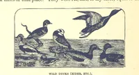 An illustration from Our North Land: being a full account of the Canadian North-West and Hudson's Bay Route, together with a narrative of the experiences of the Hudson's Bay Expedition of 1884 ... Illustrated, etc (1885)