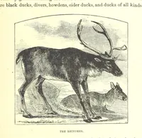 An illustration from Our North Land: being a full account of the Canadian North-West and Hudson's Bay Route, together with a narrative of the experiences of the Hudson's Bay Expedition of 1884 ... Illustrated, etc (1885)