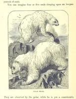 An illustration from Our North Land: being a full account of the Canadian North-West and Hudson's Bay Route, together with a narrative of the experiences of the Hudson's Bay Expedition of 1884 ... Illustrated, etc (1885)
