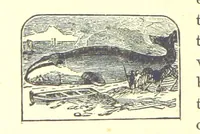 An illustration from Our North Land: being a full account of the Canadian North-West and Hudson's Bay Route, together with a narrative of the experiences of the Hudson's Bay Expedition of 1884 ... Illustrated, etc (1885)