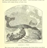 An illustration from Our North Land: being a full account of the Canadian North-West and Hudson's Bay Route, together with a narrative of the experiences of the Hudson's Bay Expedition of 1884 ... Illustrated, etc (1885)