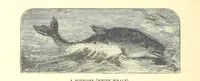 An illustration from Our North Land: being a full account of the Canadian North-West and Hudson's Bay Route, together with a narrative of the experiences of the Hudson's Bay Expedition of 1884 ... Illustrated, etc (1885)