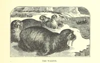 An illustration from Our North Land: being a full account of the Canadian North-West and Hudson's Bay Route, together with a narrative of the experiences of the Hudson's Bay Expedition of 1884 ... Illustrated, etc (1885)