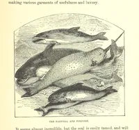 An illustration from Our North Land: being a full account of the Canadian North-West and Hudson's Bay Route, together with a narrative of the experiences of the Hudson's Bay Expedition of 1884 ... Illustrated, etc (1885)