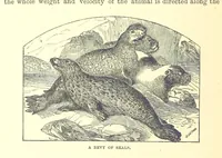 An illustration from Our North Land: being a full account of the Canadian North-West and Hudson's Bay Route, together with a narrative of the experiences of the Hudson's Bay Expedition of 1884 ... Illustrated, etc (1885)