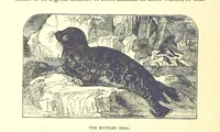An illustration from Our North Land: being a full account of the Canadian North-West and Hudson's Bay Route, together with a narrative of the experiences of the Hudson's Bay Expedition of 1884 ... Illustrated, etc (1885)