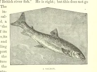 An illustration from Our North Land: being a full account of the Canadian North-West and Hudson's Bay Route, together with a narrative of the experiences of the Hudson's Bay Expedition of 1884 ... Illustrated, etc (1885)