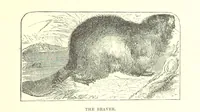 An illustration from Our North Land: being a full account of the Canadian North-West and Hudson's Bay Route, together with a narrative of the experiences of the Hudson's Bay Expedition of 1884 ... Illustrated, etc (1885)
