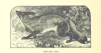 An illustration from Our North Land: being a full account of the Canadian North-West and Hudson's Bay Route, together with a narrative of the experiences of the Hudson's Bay Expedition of 1884 ... Illustrated, etc (1885)
