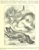 An illustration from Our North Land: being a full account of the Canadian North-West and Hudson's Bay Route, together with a narrative of the experiences of the Hudson's Bay Expedition of 1884 ... Illustrated, etc (1885)