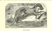 An illustration from Our North Land: being a full account of the Canadian North-West and Hudson's Bay Route, together with a narrative of the experiences of the Hudson's Bay Expedition of 1884 ... Illustrated, etc (1885)