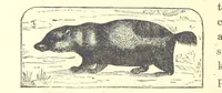 An illustration from Our North Land: being a full account of the Canadian North-West and Hudson's Bay Route, together with a narrative of the experiences of the Hudson's Bay Expedition of 1884 ... Illustrated, etc (1885)