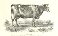 An illustration from Eighty Years' Progress of the United States: a family record of American industry, energy and enterprise ... By eminent literary men [C. L. Flint and others] ... Embellished with ... engravings, etc (1868)