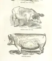 Picture 20 of 79 from Eighty Years' Progress of the United States: a family record of American industry, energy and enterprise ... By eminent literary men [C. L. Flint and others] ... Embellished with ... engravings, etc (1868), leaf 79