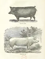 An illustration from Eighty Years' Progress of the United States: a family record of American industry, energy and enterprise ... By eminent literary men [C. L. Flint and others] ... Embellished with ... engravings, etc (1868)